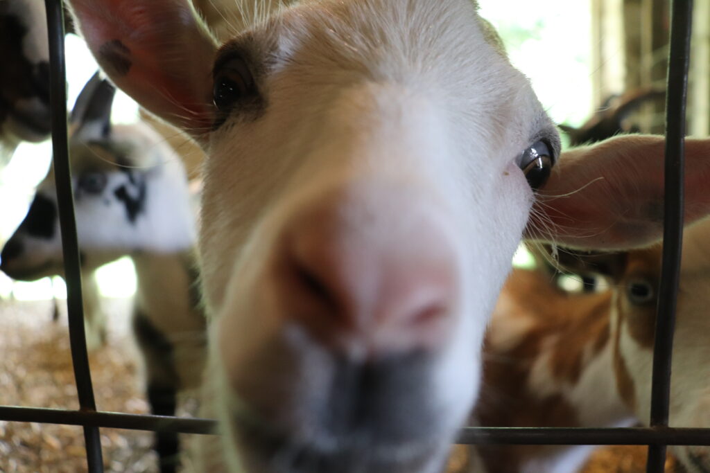goat close up