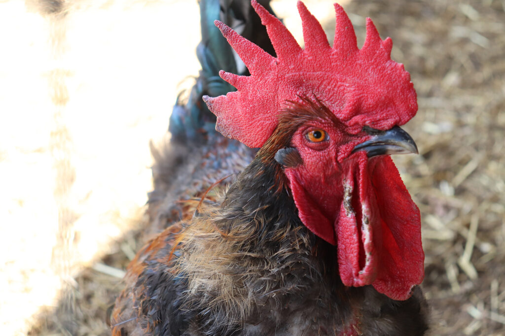 rooster