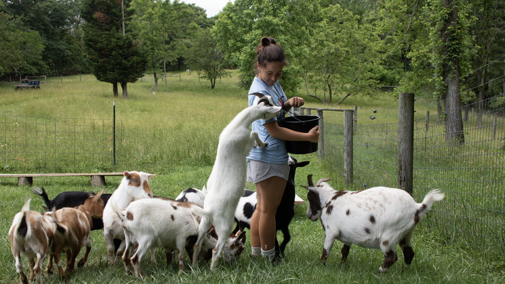 Woman feeding goats